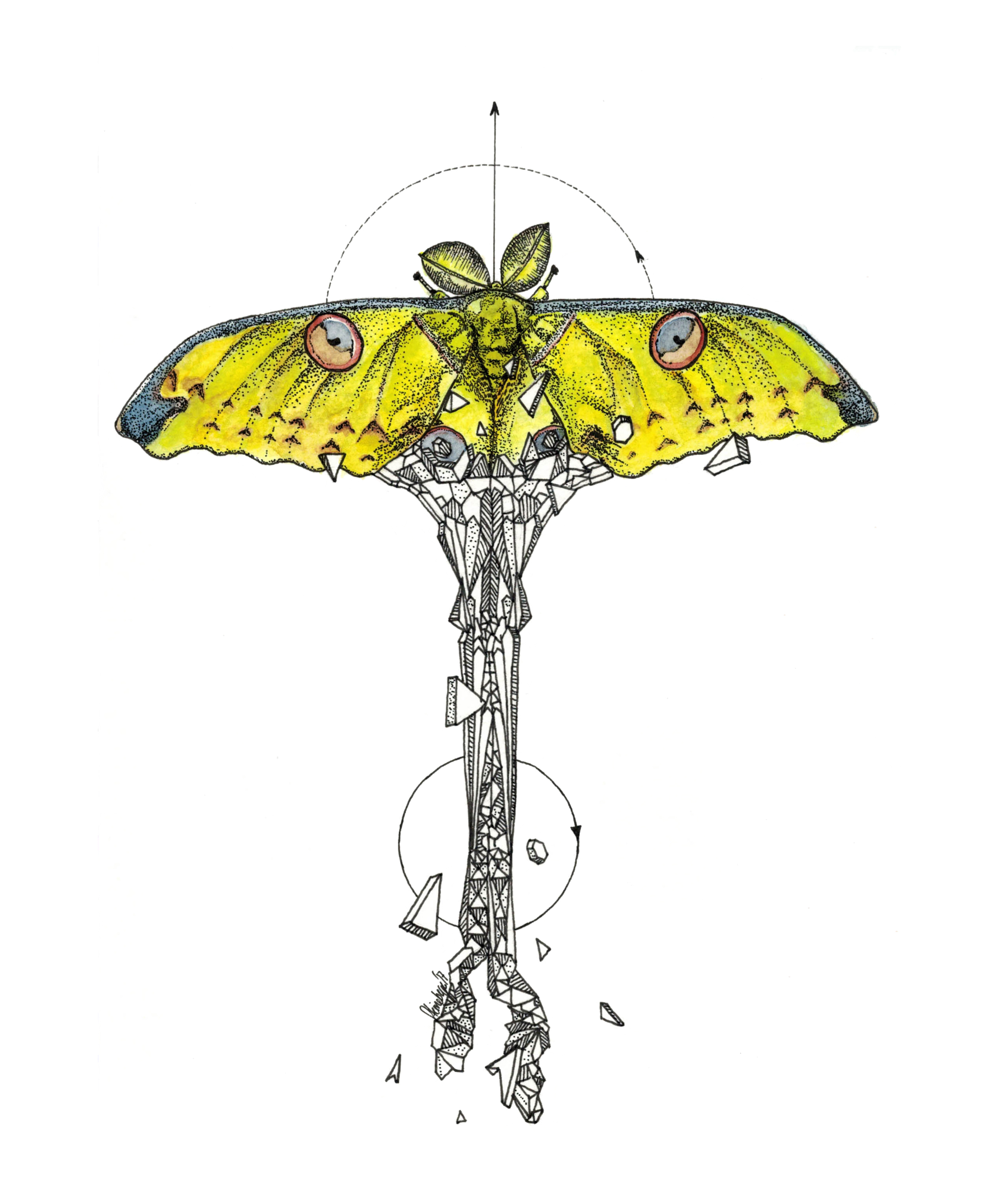 LARGE Madagascar Moon Moth Sticker